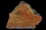 Thick, Polished Petrified Wood Section - Arizona #129455-3